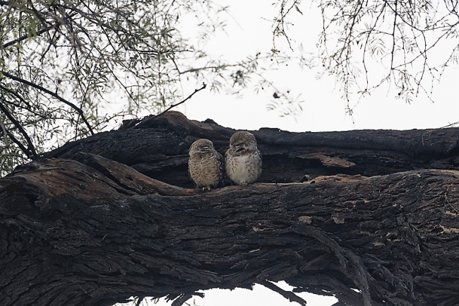 Keoladeo national park-005